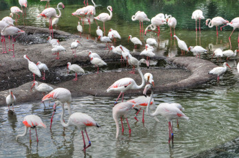 обоя животные, фламинго, птицы, озеро