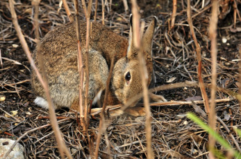Картинка животные кролики +зайцы заяц животное камыш