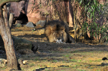 Картинка животные львы сон лев животное
