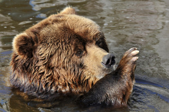 Картинка животные медведи животное купание медведь