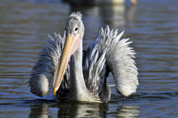 Картинка животные пеликаны вода пеликан птица
