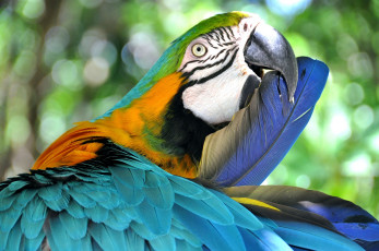 Картинка животные попугаи попугай птица