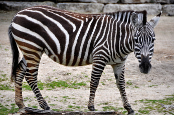 Картинка животные зебры взгляд зебра животное