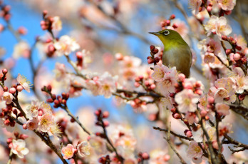 Картинка животные белоглазки Японская белоглазка птичка цветение ветки абрикос дерево