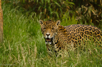 Картинка животные Ягуары трава кошка морда клыки пятна