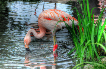 обоя животные, фламинго, вода, трава, птица