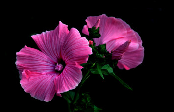 Картинка цветы гибискусы розовые