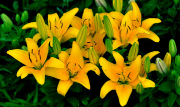 Картинка цветы лилии +лилейники желтые