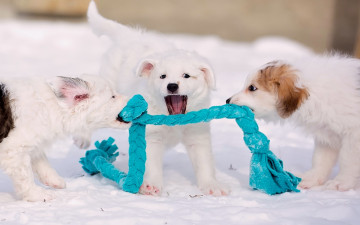 Картинка животные собаки шарф