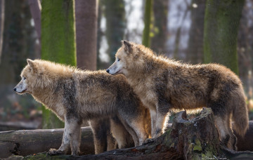 Картинка животные волки хищники