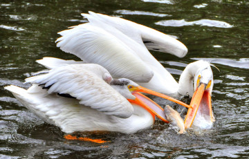 Картинка животные пеликаны птицы