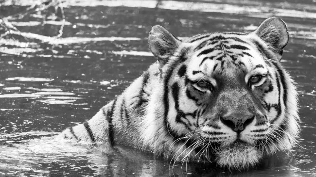 Обои картинки фото животные, тигры, купание, вода, кошка, морда, черно-белое