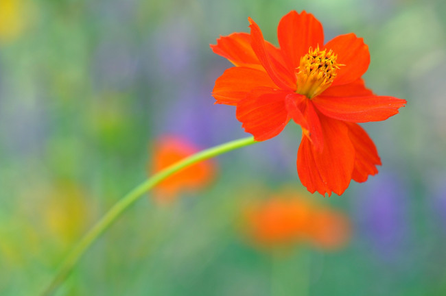 Обои картинки фото цветы, космея, оранжевая