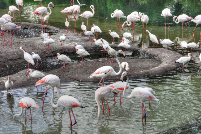 Обои картинки фото животные, фламинго, птицы, озеро