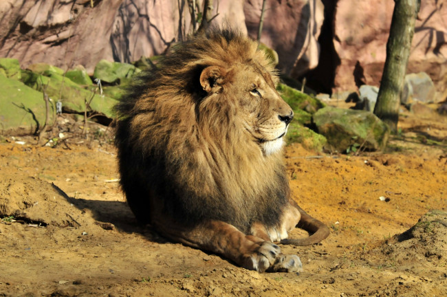 Обои картинки фото животные, львы, отдых, лев