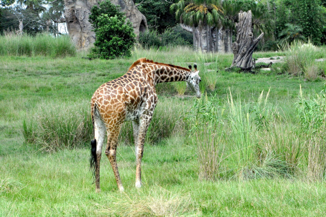 Обои картинки фото животные, жирафы, трава, жираф, животное