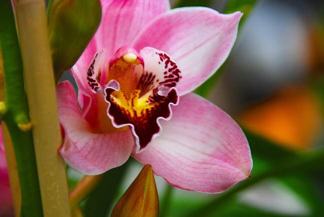 Обои картинки фото цветы, орхидеи, экзотика, макро, орхидея