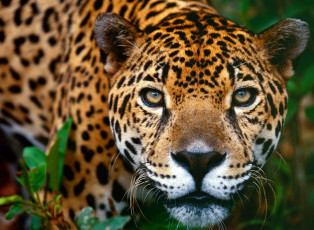 Картинка животные Ягуары взгляд голова хищник ягуар