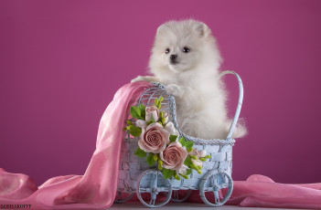 Картинка животные собаки шпиц белый щенок коляска ткань цветы