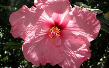 Картинка цветы гибискусы розовый макро