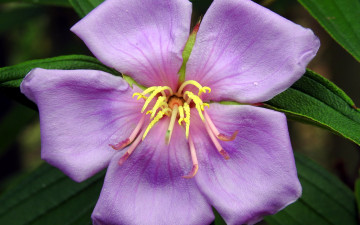 Картинка тибухина цветы макро