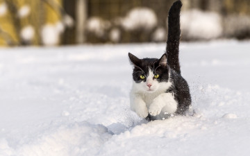 Картинка животные коты кот снег зима хвост