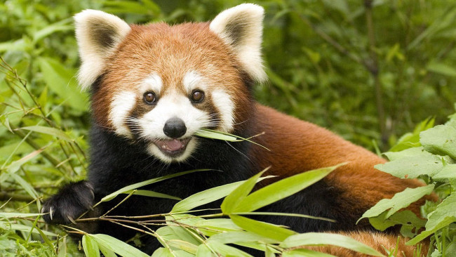 Обои картинки фото животные, панды, листья, еда, красная, малая, панда, ветки