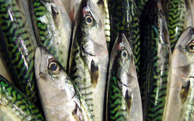 Обои картинки фото еда, рыба,  морепродукты,  суши,  роллы, скумбрия