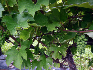 Картинка природа Ягоды +виноград виноград гроздья