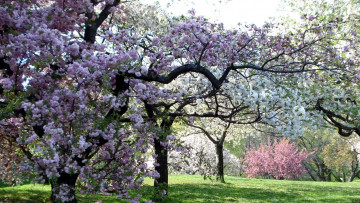 Картинка природа деревья цветение сад весна