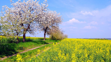 Картинка природа поля весна рапс поле