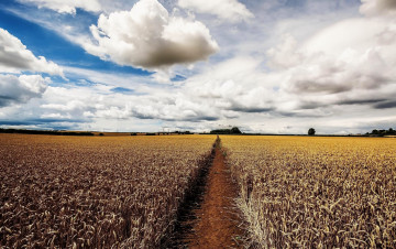 Картинка природа поля тропинка поле пшеница