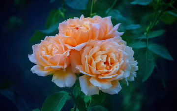 Картинка цветы розы чайные ветка
