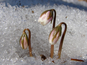 Картинка цветы геллеборус морозник