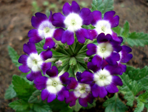 Картинка цветы лантана вербена фиолетовый корзинка