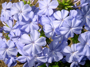 Картинка плюмбаго цветы свинчатка лепестки голубой