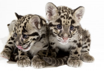 Картинка животные леопарды дымчатый леопард малыши