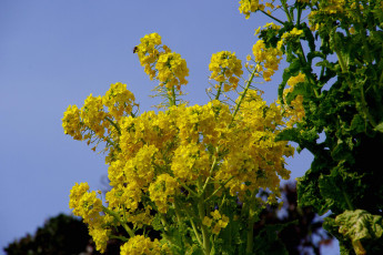 Картинка цветы луговые полевые желтый