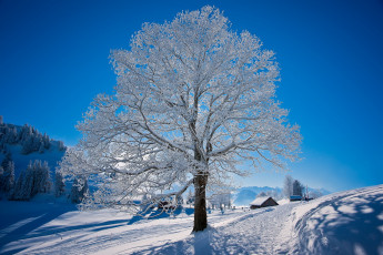 обоя природа, зима, снег, дорога, дерево