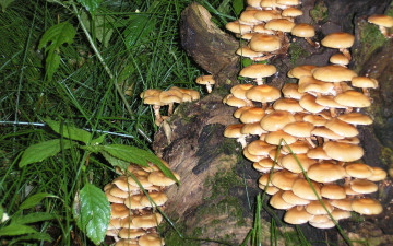 Картинка природа грибы упавшее дерево