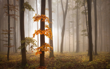 Картинка природа лес туман деревья