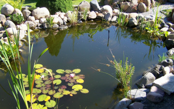 Картинка природа парк пруд камни лилии камыши