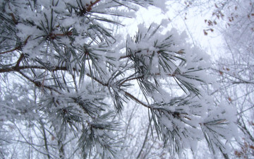 Картинка природа зима сосна снег