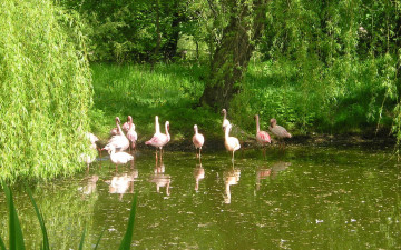 Картинка животные фламинго водоем