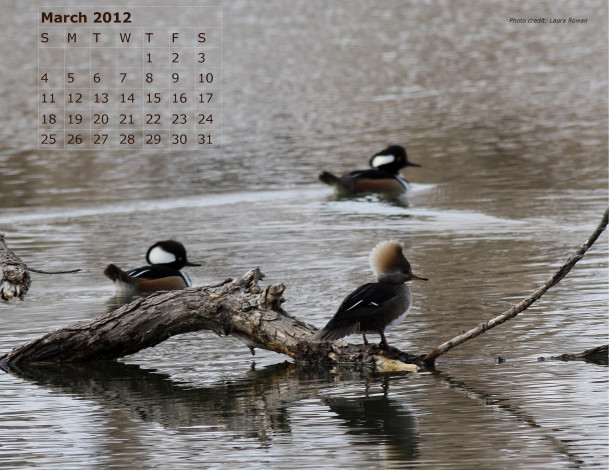 Обои картинки фото календари, животные, вода, коряги, утки