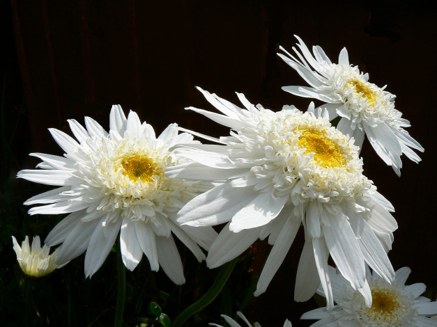 Обои картинки фото цветы, хризантемы, белые