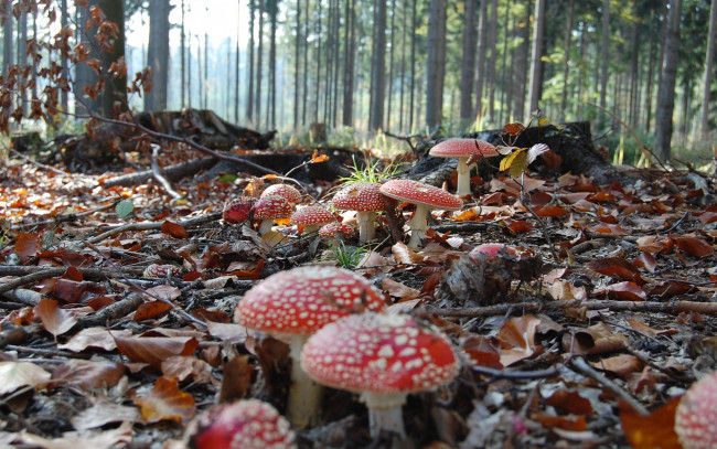 Обои картинки фото природа, грибы, мухомор, листья, осень, мухоморы, лес