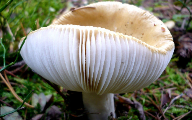Обои картинки фото природа, грибы, сыроежка