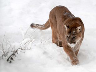 Картинка животные пумы горный лев кугуар зима снег