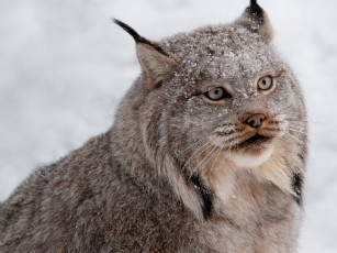 Картинка животные рыси хищник снег кошка